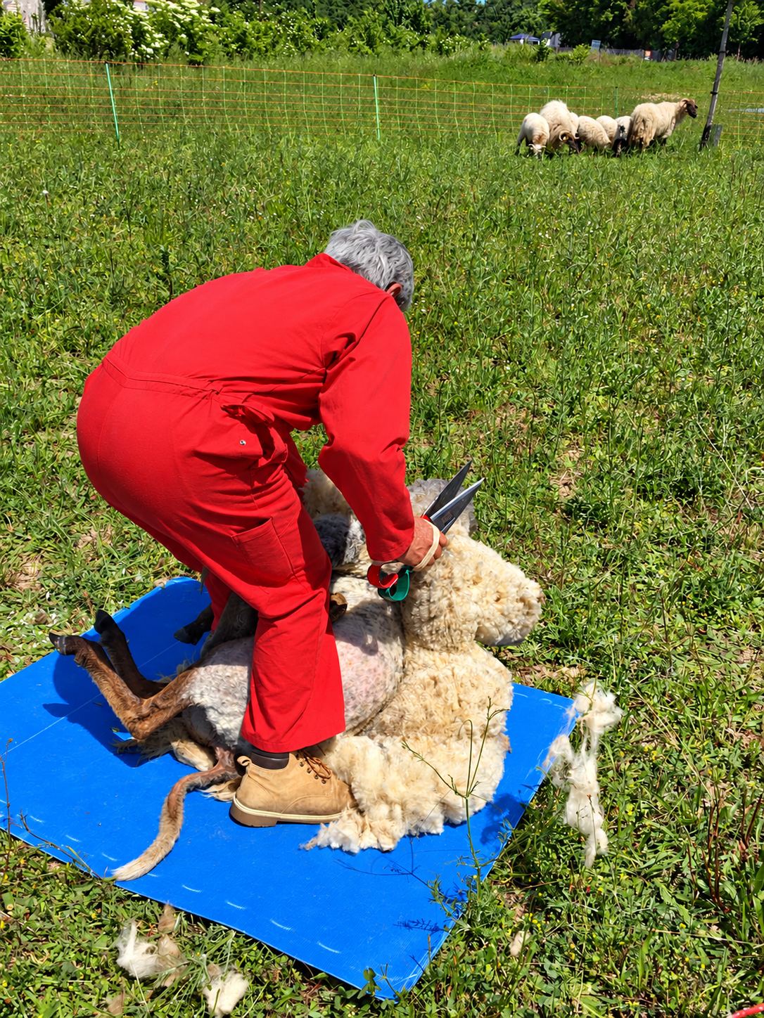 Une personne en combinaison rouge tond un mouton avec des ciseaux sur une bâche bleue dans un pré, tandis que d'autres moutons paissent au fond.
